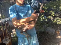 Chickens — 4-сурет