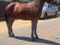 Mare, Horses — photo 2