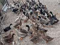 Ducks — Foto 3
