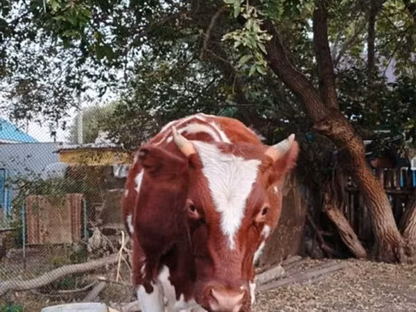 गाय, मवेशी — कज़ाखस्तान