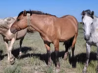 Caballo, Mugalzhar horse — foto 5