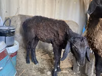 Widder, Kazakh fat-tailed coarsewool sheep — Foto 3