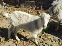 Ziege, Ziegen — Foto 3
