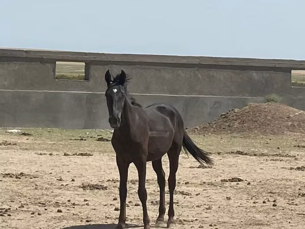 حصان, Kazakh horse