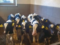 सांड, Russian Black pied cattle — फ़ोटो 3