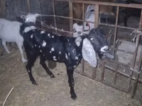 Billy Goat, Beetal goats — photo 7