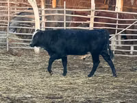 公牛, Aberdeen-Angus — 照片 1
