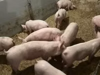 Schweine (Partie, Geschlecht nicht angegeben) — Foto 1