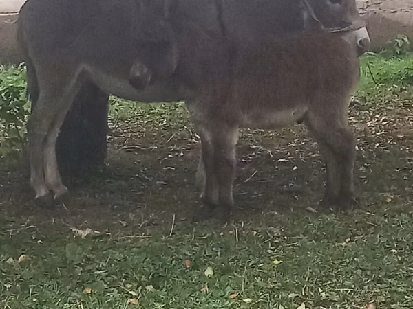 فرس, الخيول — قيرغيزستان