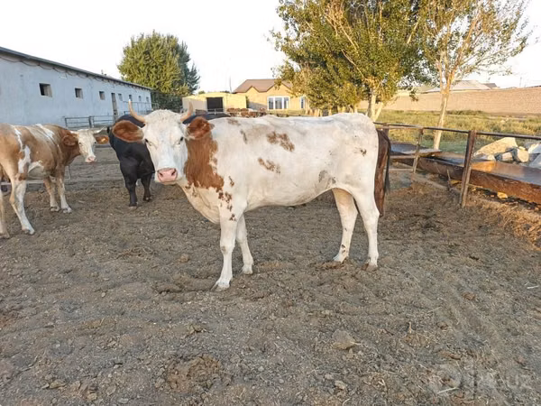 गाय, Simmental cattle