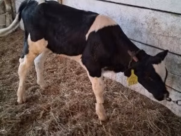 公牛, Cattle