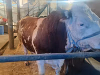 ثور, Simmental cattle — الصورة 4