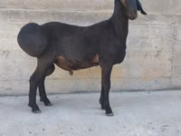 Ram, Hissar sheep — photo 2