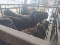 Widder, Blackheaded Persian sheep — Foto 2