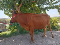 Kuh, Rinder — Foto 5