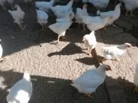 Plymouth Rock — Foto 4