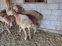 母羊, Sheep — 照片 3