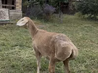 نعجة, Arashan sheep — الصورة 3