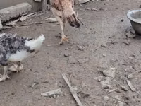 Chickens — الصورة 3