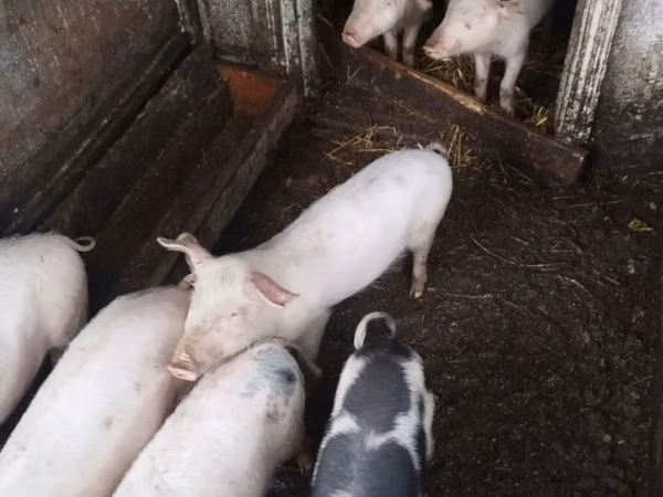 Eber, Schweine
