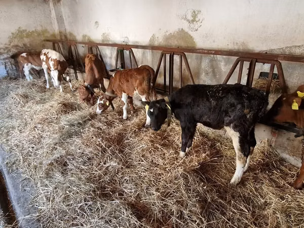 Bulle, Simmental cattle