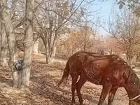 Caballos (lote, sexo no especificado), Caballos — foto 1
