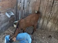 母山羊, Goats — 照片 1