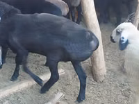 母羊, Sheep — 照片 3