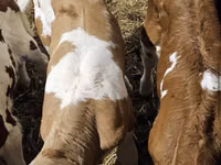 ثور, Simmental cattle — الصورة 5