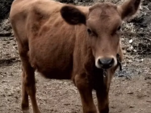 गाय, मवेशी — कज़ाखस्तान