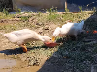 Hausente — Foto 5