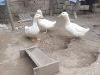 Deutscher Pekin — Foto 3