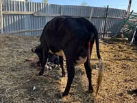 Sigir, Russian Black pied cattle — 2-rasm