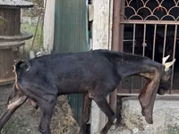 Ziege, Kamori goats — Foto 4