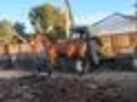 Horse (M), Horses — photo 4