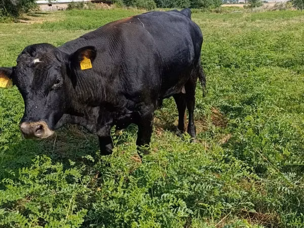 Bulle, Aberdeen-Angus