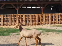Ram, Edilbay sheep — photo 3