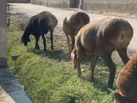 Sheep (batch, sex not specified), Arashan sheep — photo 1