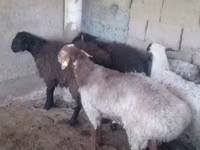 كبش, الأغنام — الصورة 3