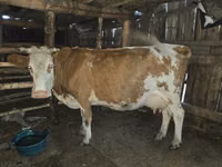 母牛, Simmental cattle — 照片 2