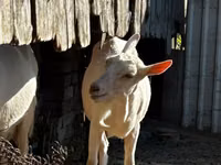 عنزة, Saanen goat — الصورة 2