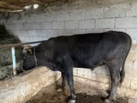 公牛, Aberdeen-Angus — 照片 2