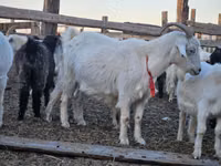 母山羊, Goats — 照片 2