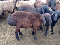 Qoʻchqor, Edilbay sheep — 1-rasm