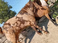 बकरा, Kamori goats — फ़ोटो 4