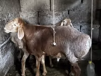 Widder, Arashan sheep — Foto 5