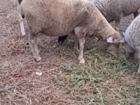 Oveja, Merino sheep — foto 4