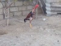 Chickens — 照片 4