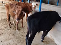 公牛, Cattle — 照片 3