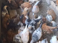 Brahma — Foto 2